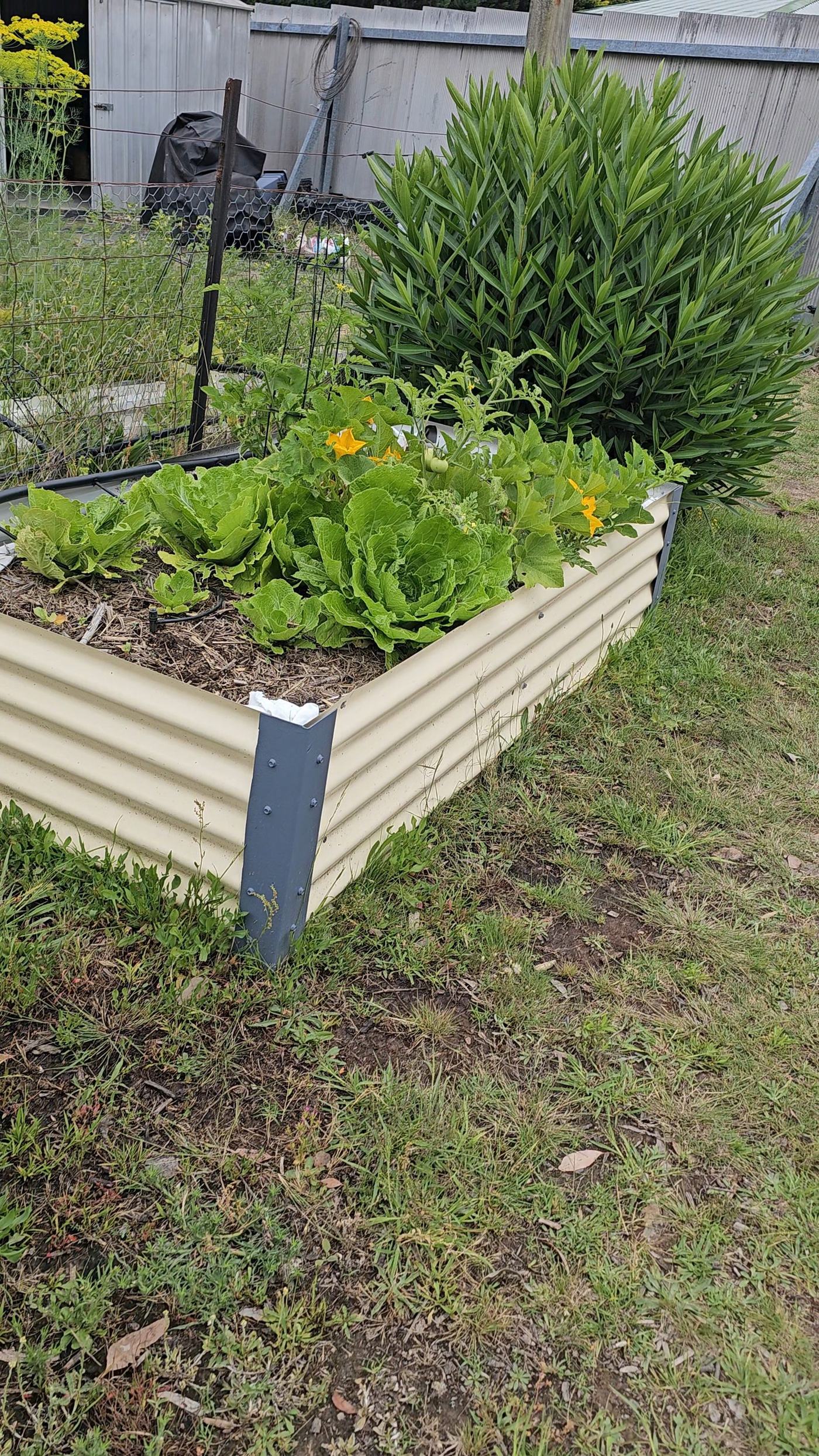A freshly planted raised garden bed